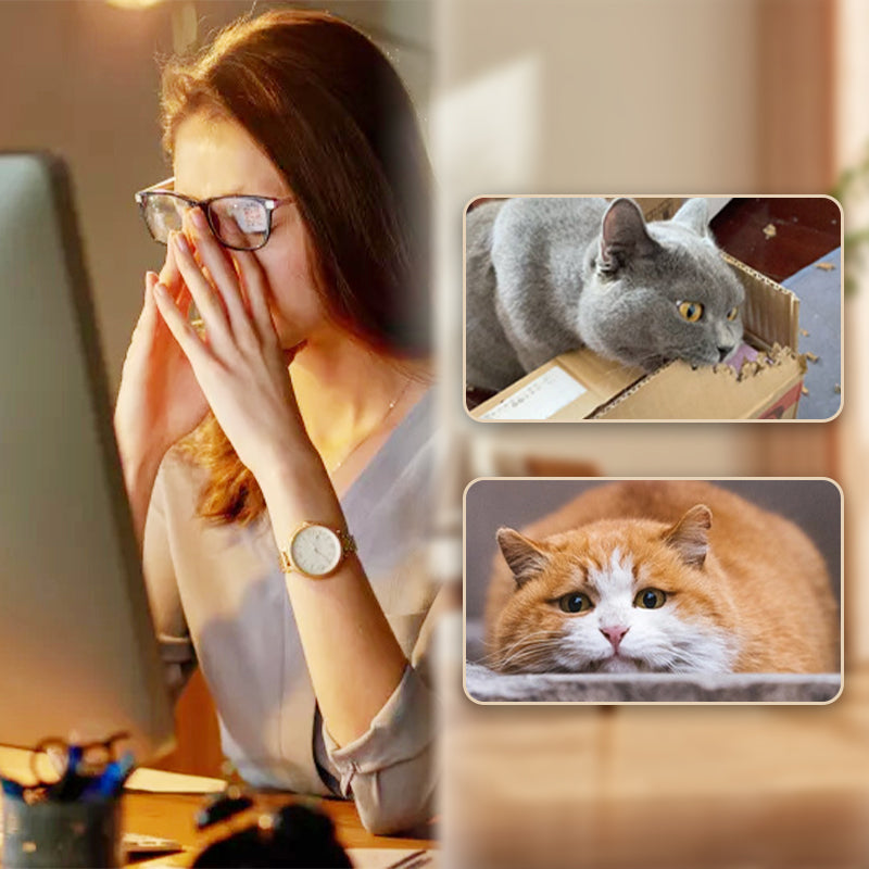 🔥50 % de réduction jusqu'à épuisement des stocks !🎉Balle rebondissante interactive pour chat avec ressort
